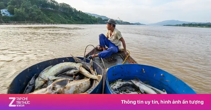 400 Tấn Cá Chết Do Sặc Nước | Znews.vn