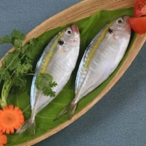 Cá Chỉ Vàng Sống Ở Đâu? Hệ Sinh Thái Phân Bố Và Đặc Điểm Sinh Học