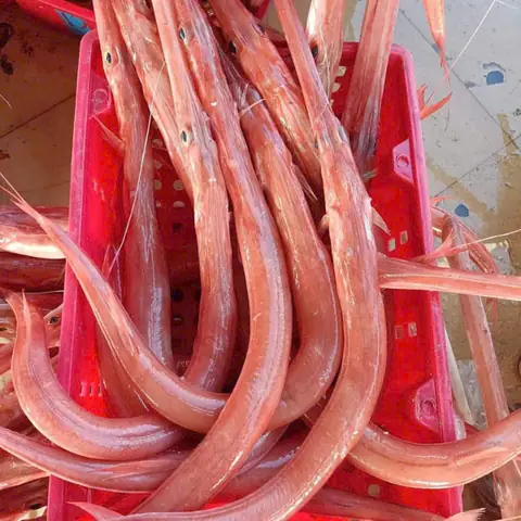 Cá Chìa Vôi Đỏ – 39.500₫ | Cách Chế Biến & Bảo Quản Đúng