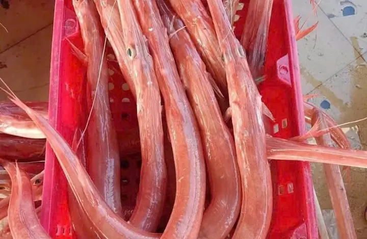 Giới Thiệu Chung Về Cá Chìa Vôi Giới Thiệu Chung Về Cá Chìa Vôi