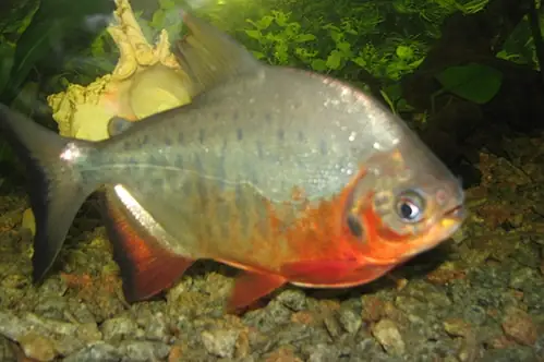 Tranh Cãi Việc Phóng Sinh 'cá Chim Ăn Thịt' Ra Sông Hồng - Báo ... Tranh Cãi Việc Phóng Sinh 'cá Chim Ăn Thịt' Ra Sông Hồng - Báo ...