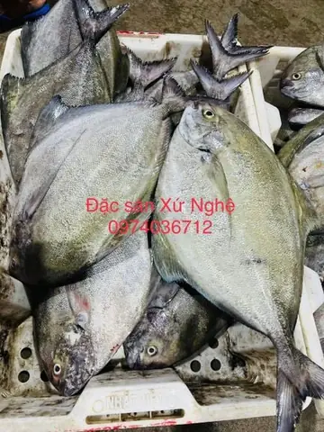 Cá Chim Đen Nước Mặn