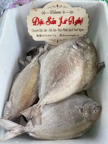 Cá Chim Đen Nước Mặn