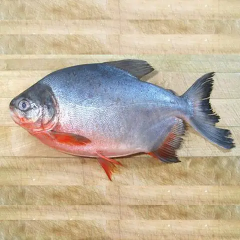 Cá Chim Nước Ngọt Hay Mặn? Giải Đáp Chi Tiết Cho Người Tiêu Dùng Thông Thái