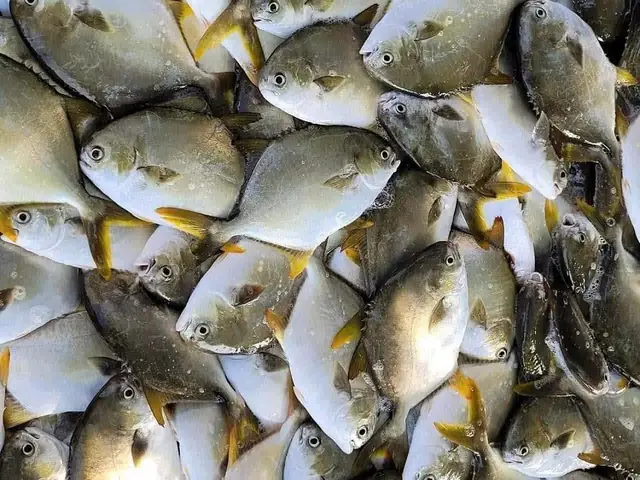 Loại Cá Đứng Đầu "tứ Quý Ngư” Bất Ngờ Được Bán Giá "siêu Rẻ ...