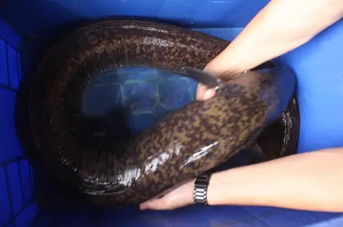 Cá Chình Biển Khổng Lồ