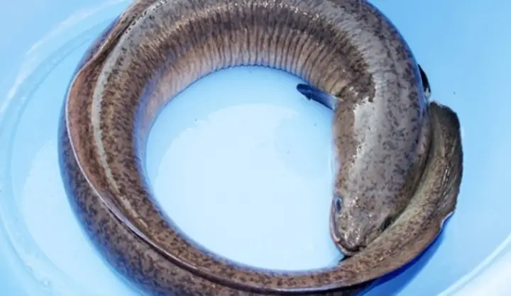 Cá Chình Biển Là Cá Gì Và Lợi Ích Của Cá Chình Với Sức Khỏe