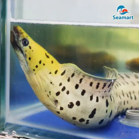 Cá Chình Biển, Cá Chình Bông