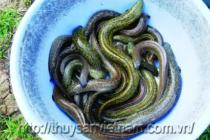 Cá Chình Nước Ngọt Sinh Sản Ở Đâu Cá Chình Nước Ngọt Sinh Sản Ở Đâu