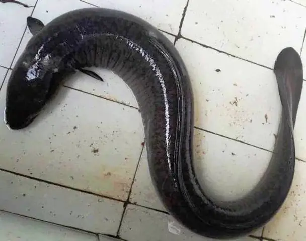 Cá Chình Nuôi Ở Đâu? Tìm Hiểu Môi Trường Sống Và Kỹ Thuật Nuôi