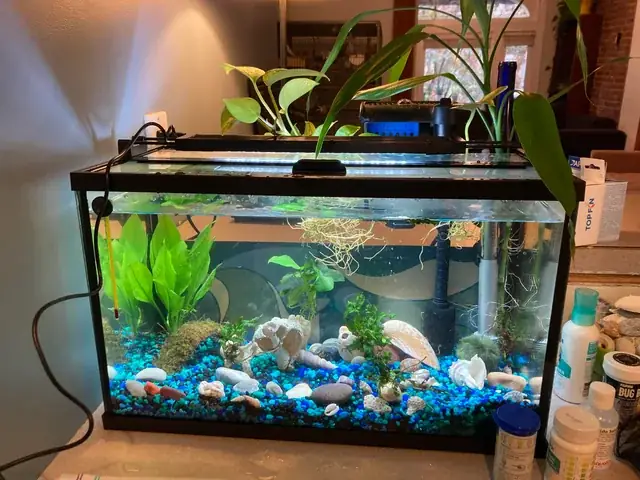 Cá Cho Bể Thủy Sinh: Chọn Loài Nào Để Bể Của Bạn Sống Động & Cân Bằng?