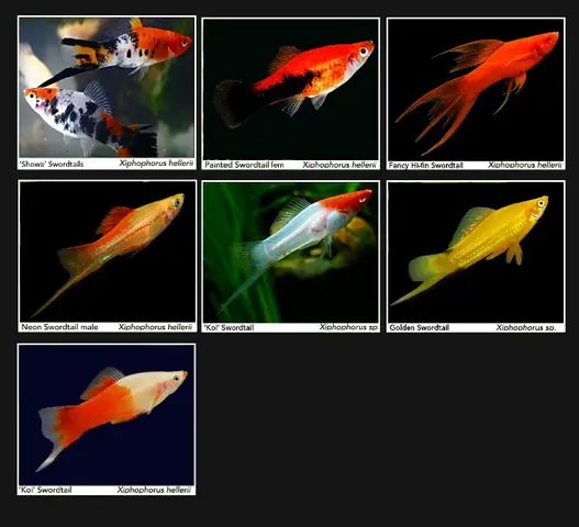 Kinh Nghiệm Cá Cược Overwatch Cho Người Mới Bắt Đầu