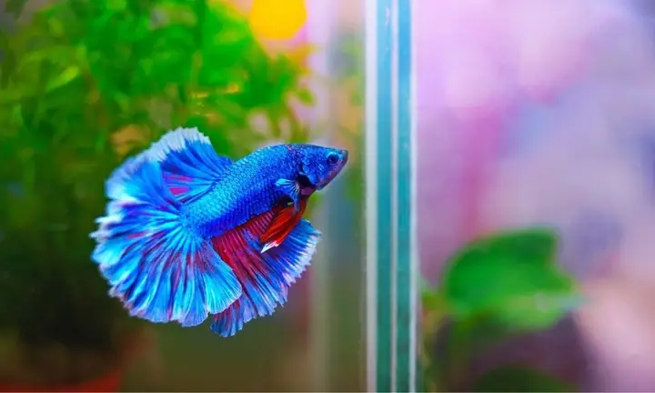 Làm Thế Nào Để Nuôi Cá Chọi Lên Màu Đẹp?