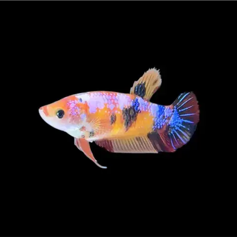 Chuẩn Bị Môi Trường Sinh Sản Lý Tưởng