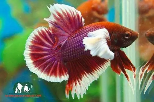 Đặc Điểm Của Cá Betta