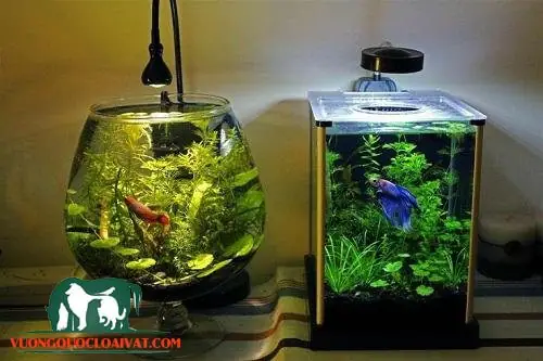 Hồ Nuôi Cá Betta