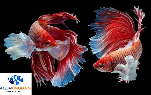 Cá Chọi Hà Nội: Top 5 Địa Chỉ Mua Cá Chọi Uy Tín, Chất Lượng Nhất