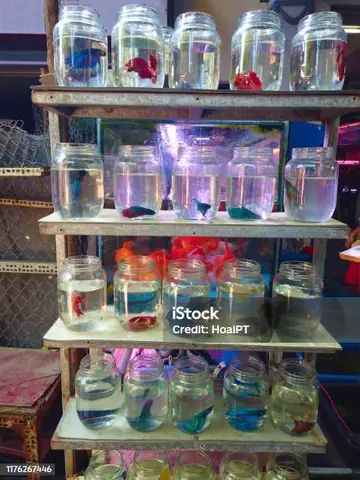 Từ Cá Cảnh Đến Cá Đá: Hành Trình Khởi Nghiệp Của Người Đàn Ông Hải Phòng Với Cá Chọi