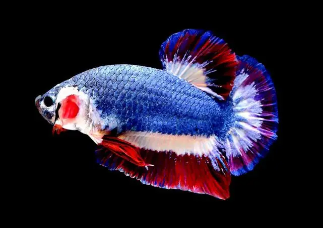 Cá Chọi Thái Lan: Đặc Điểm, Chăm Sóc Và Bí Quyết Nuôi Đúng Cách