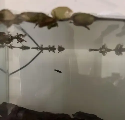 Cá Chửa Bao Lâu Thì Đẻ? Thời Gian Mang Thai Của Các Loài Cá Nuôi Phổ Biến