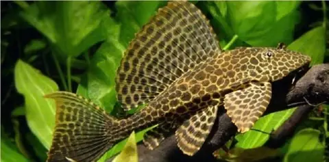 Cá Chùi Kiếng Nhỏ