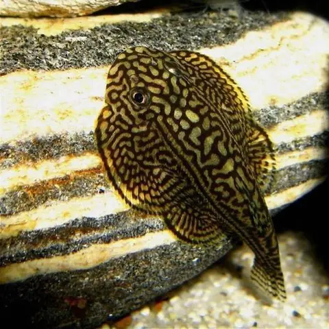 Cá Chùi Kiếng Nhỏ: Tổng Quan, Chế Độ Dinh Dưỡng & Cách Chăm Sóc Toàn Tập