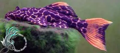 Cá Chùi Kiếng Tiếng Anh