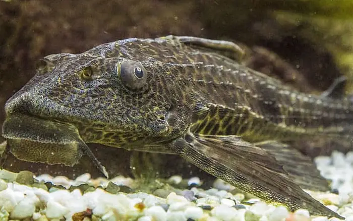 Cá Chùi Kiếng Tiếng Anh Là Gì? Giải Đáp Chi Tiết Cho Tín Đồ Cá Cảnh