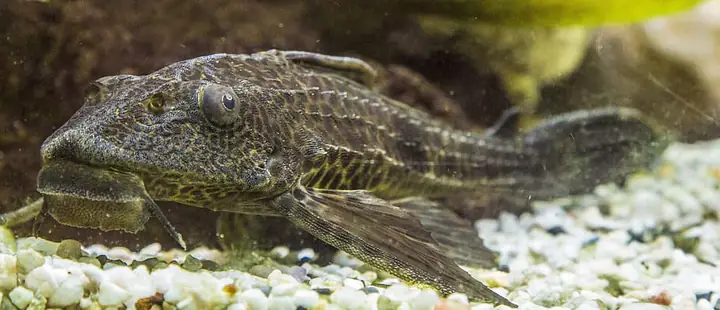 10 "sự Thật" Có Thể Bạn Chưa Biết Về Cá Lau Kiếng - Ảnh 1.