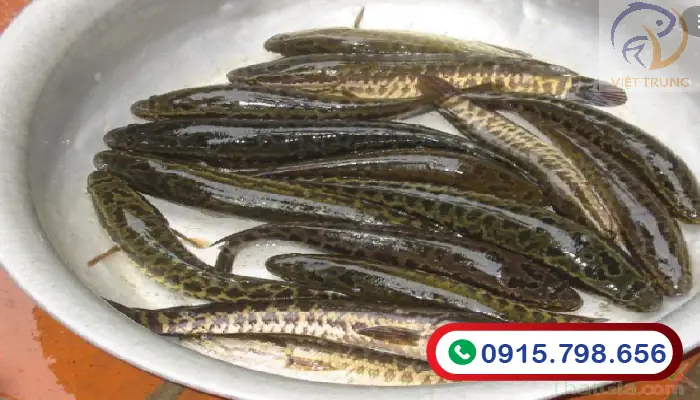 Mô Tả Sản Phẩm