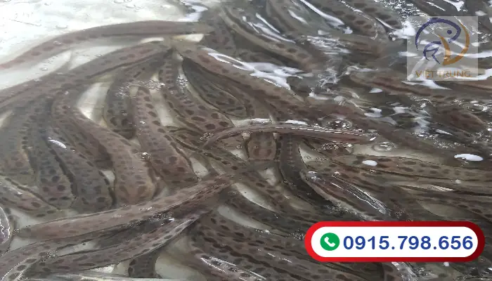 Chọn Thức Ăn Nuôi Chuối Hoa