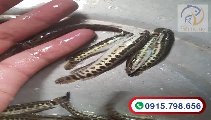 Kỹ Thuật Ấp Trứng Cá Chuối Hoa Như Nào Cho Đúng Cách