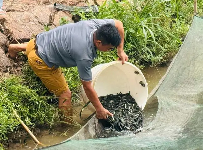 Nông Dân Hải Dương Thắng Lớn Với Giống Cá Chuối Hoa – Tạp Chí ... Nông Dân Hải Dương Thắng Lớn Với Giống Cá Chuối Hoa – Tạp Chí ...