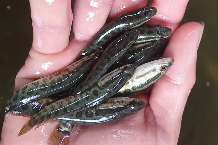 Cá Chuối Hoa Trung Quốc: Sự Thật Về An Toàn Thực Phẩm Và Những Rủi Ro Tiềm Ẩn