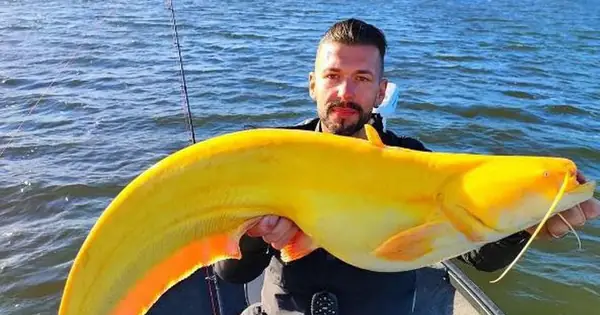 Cá Chuối Khổng Lồ: Loài Cá Có Thật Hay Chỉ Là Huyền Thoại? Cá Chuối Khổng Lồ: Loài Cá Có Thật Hay Chỉ Là Huyền Thoại?