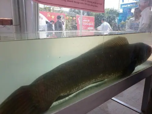 Cá Chuối Khổng Lồ: Loài Cá Có Thật Hay Chỉ Là Huyền Thoại? Cá Chuối Khổng Lồ: Loài Cá Có Thật Hay Chỉ Là Huyền Thoại?