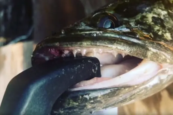 Cá Chuối Khổng Lồ Cá Chuối Khổng Lồ