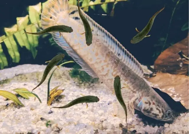 Nguồn Gốc Cá Chuối Đắm Đuối Vì Con Nghĩa Là Gì? Nguồn Gốc Cá Chuối Đắm Đuối Vì Con Nghĩa Là Gì?