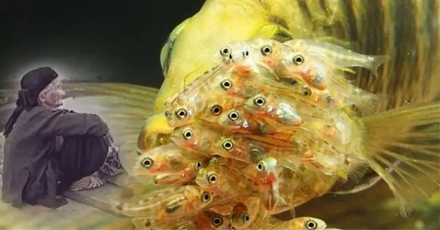 Cá Chuối Đắm Đuối Vì Con Nghĩa Là Gì? Cá Chuối Đắm Đuối Vì Con Nghĩa Là Gì?