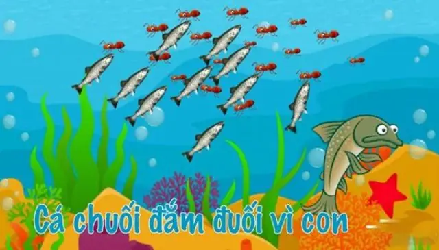 Cá Chuối Đắm Đuối Vì Con Nghĩa Là Gì? Nguồn Gốc Và Ý Nghĩa Cá Chuối Đắm Đuối Vì Con Nghĩa Là Gì? Nguồn Gốc Và Ý Nghĩa