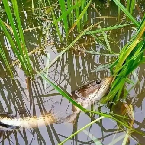 Cá Chuối Miền Nam Gọi Là Gì Cá Chuối Miền Nam Gọi Là Gì