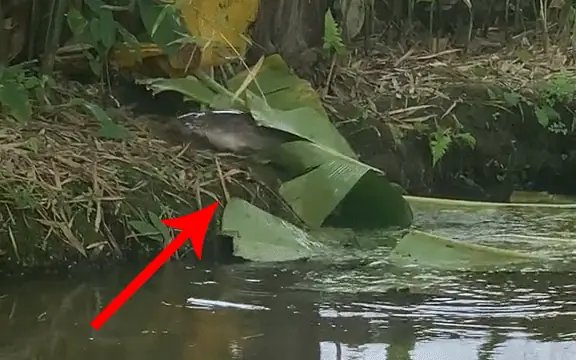 Cá Chuối Nhảy Lên Bờ: Giải Mã Nguyên Nhân & Cách Xử Lý Khi Gặp