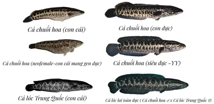 Nhân Giống Siêu Đực Cá Chuối Hoa Và Sản Xuất Cá Lóc Lai Toàn Đực
