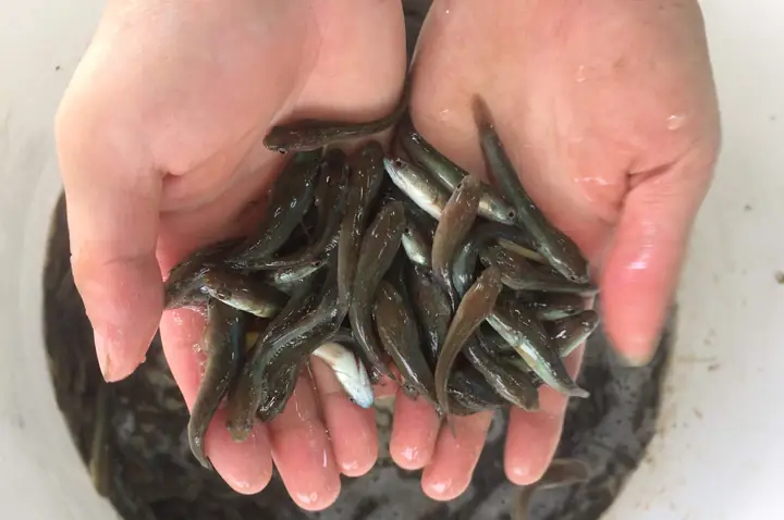 Nhân Giống Siêu Đực Cá Chuối Hoa Và Sản Xuất Cá Lóc Lai Toàn Đực