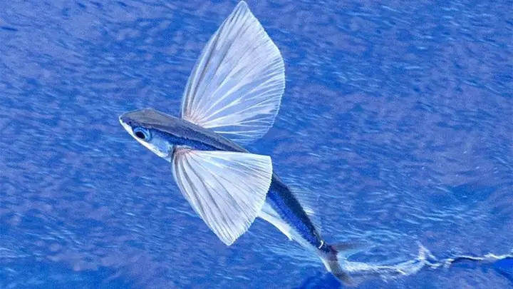 Cá Chuồn Là Cá Nước Gì?