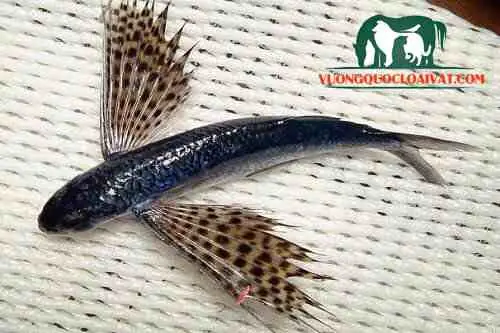 Vây Cá Chuồn Và Đuôi: