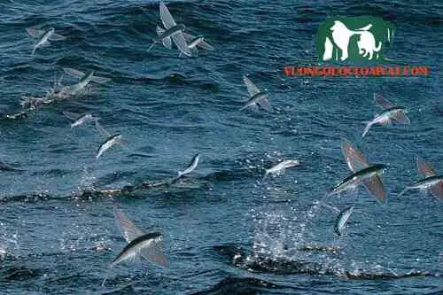 Mối Đe Dọa Đối Với Cá Chuồn