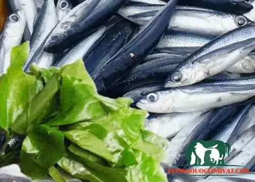 11. Cá Chuồn Bao Nhiêu Tiền 1kg?