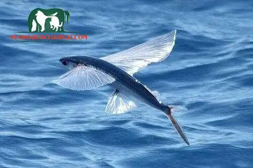 Cá Chuồn Bay Được Bao Xa?