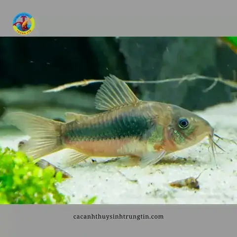 Hiểu Về Cá Chuột Cafe (corydoras Aeneus “coffee”)